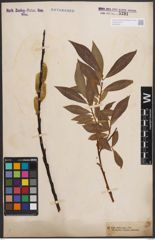 Foto von Salix daphnoides Vill.